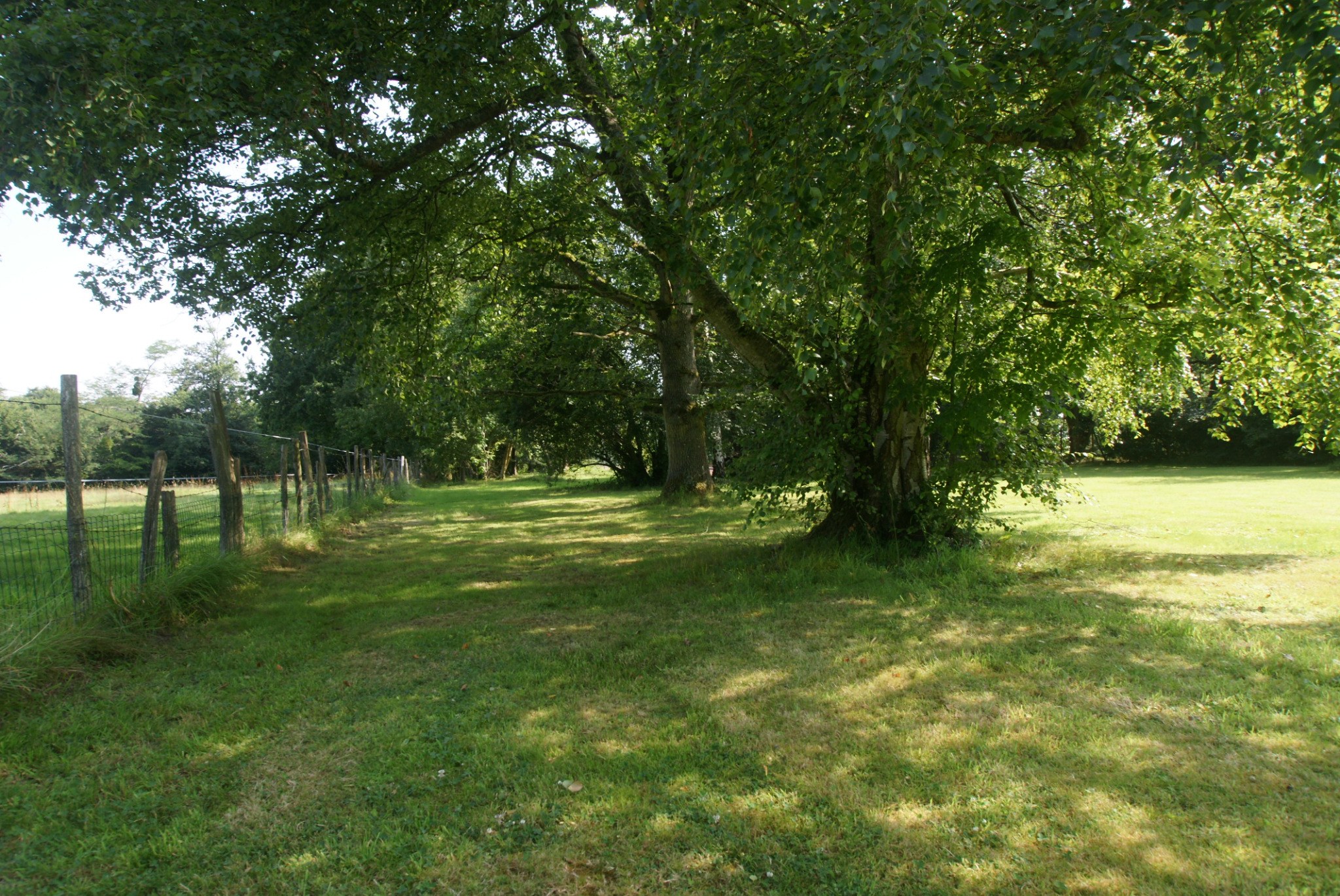 Allée arborée du jardin